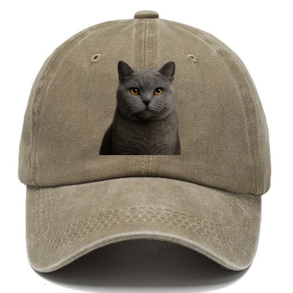 british shorthair dignified charm Hat