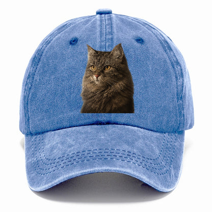 domestic-longhair-graceful-charm Hat