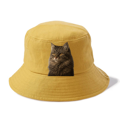 domestic-longhair-graceful-charm Hat