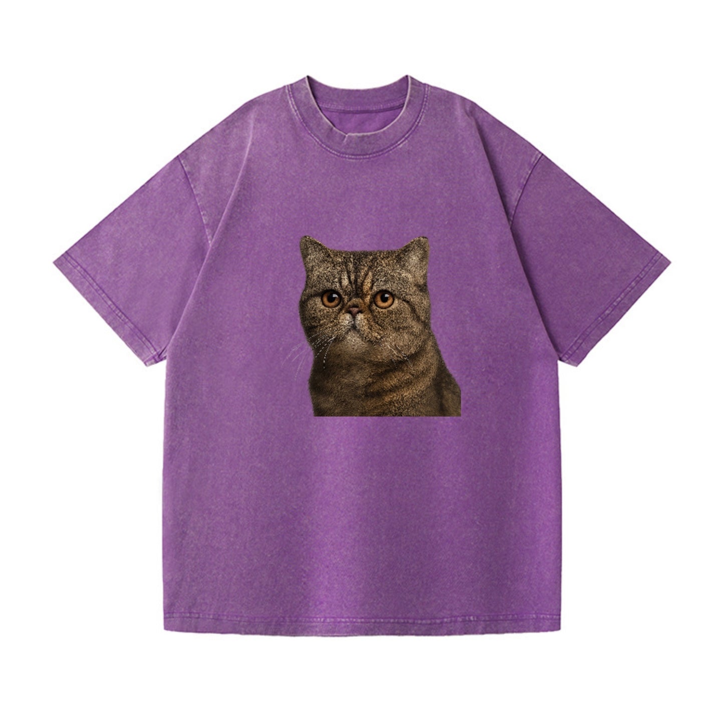 exotic-shorthair-calm-demeanor Hat