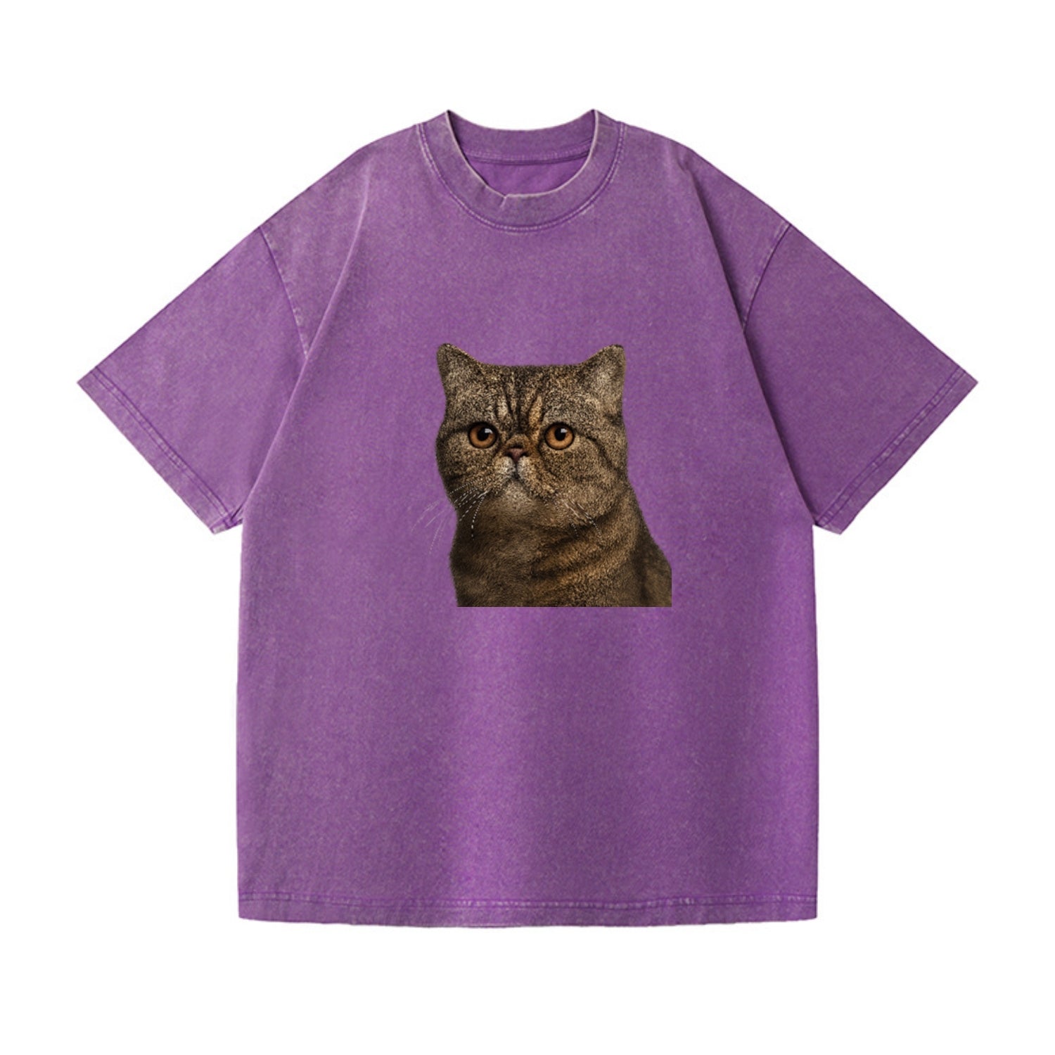 exotic-shorthair-calm-demeanor Hat