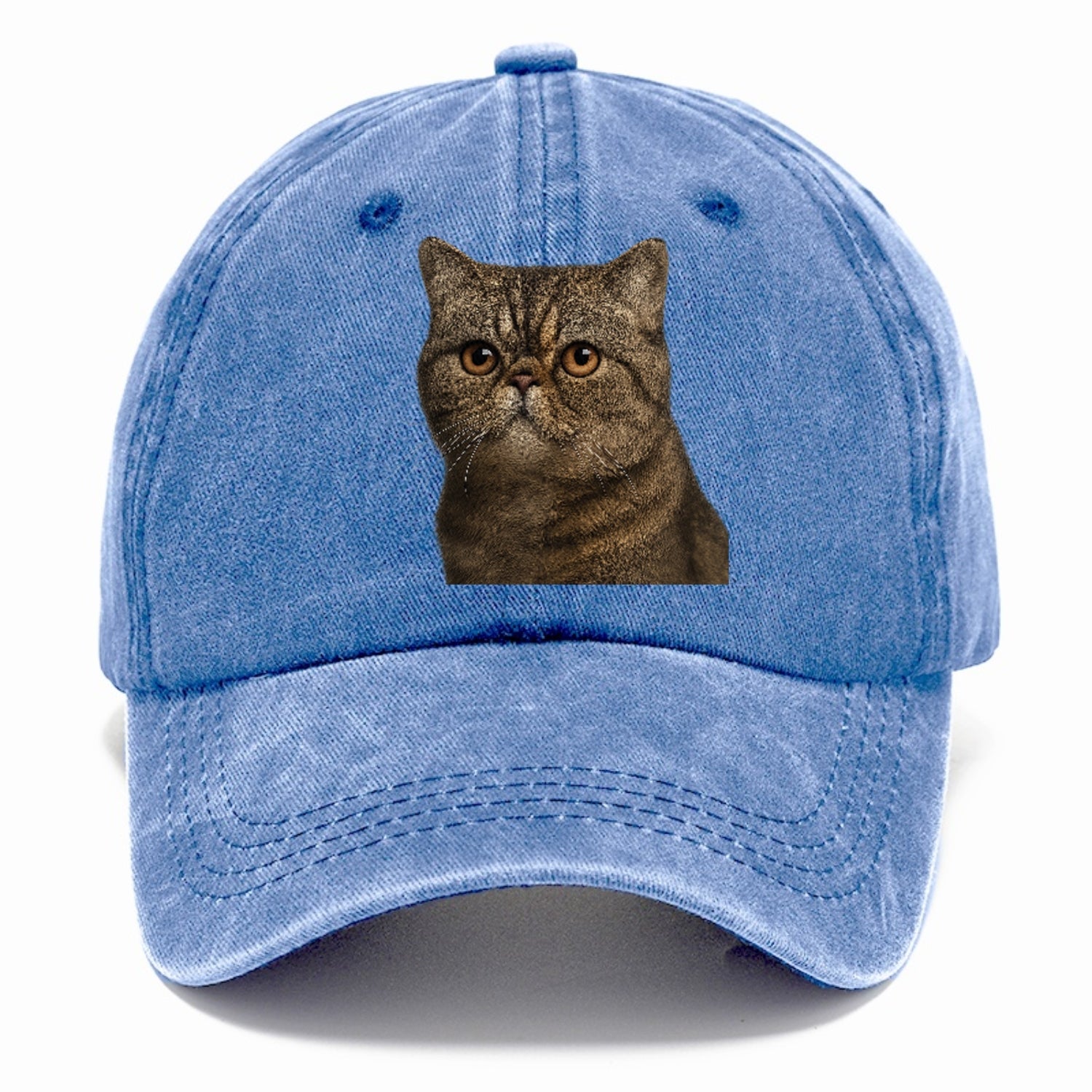 exotic-shorthair-calm-demeanor Hat