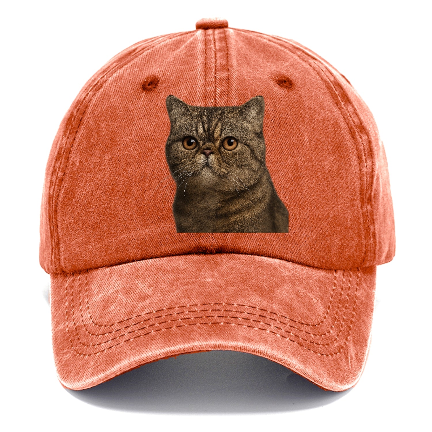 exotic-shorthair-calm-demeanor Hat