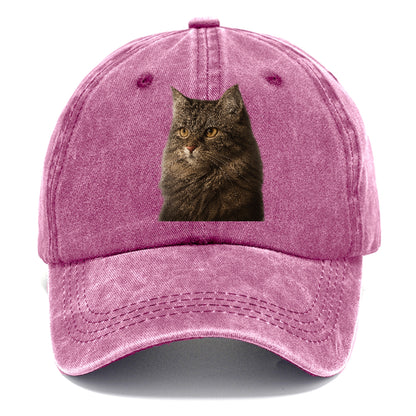 domestic-longhair-graceful-charm Hat