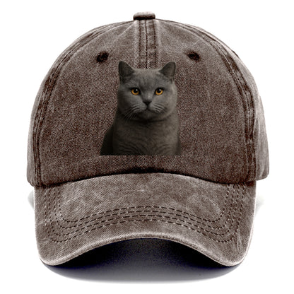 british shorthair dignified charm Hat