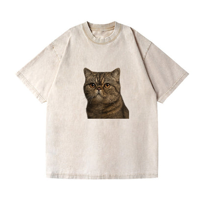 exotic-shorthair-calm-demeanor Hat