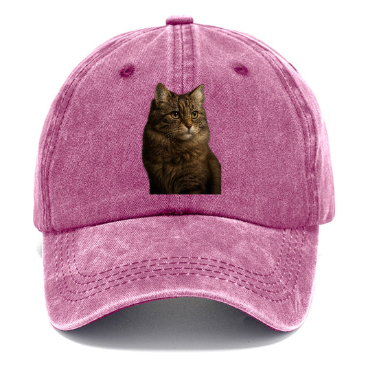 domestic-longhair-graceful-flow Hat