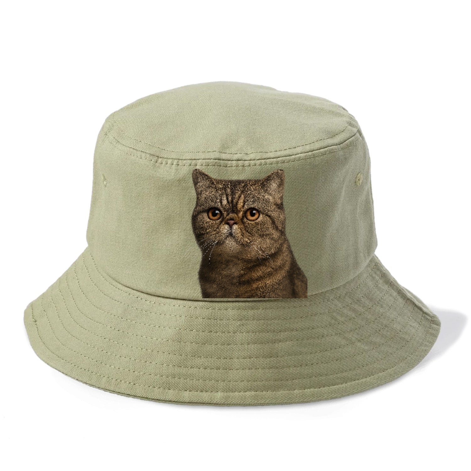 exotic-shorthair-calm-demeanor Hat