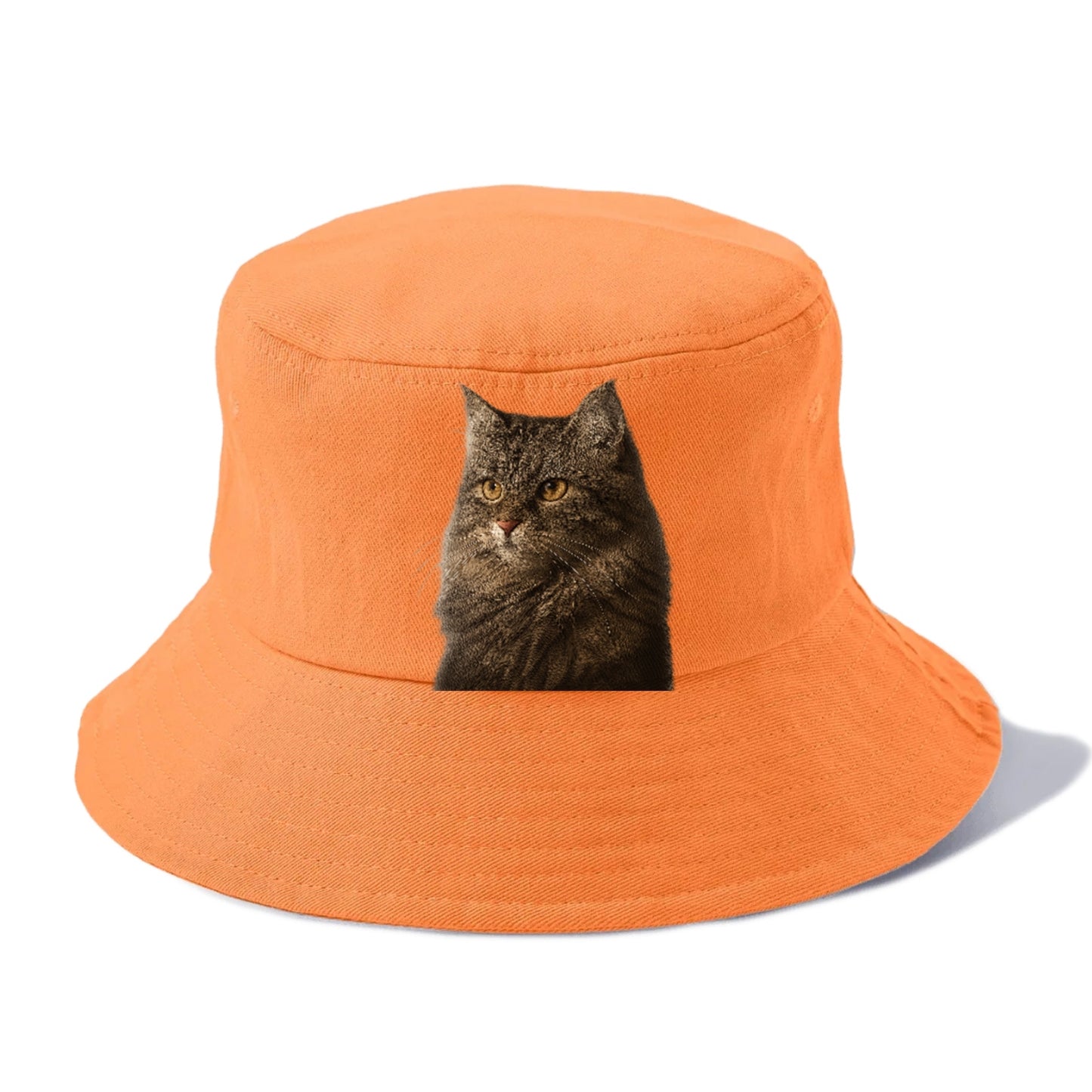 domestic-longhair-graceful-charm Hat