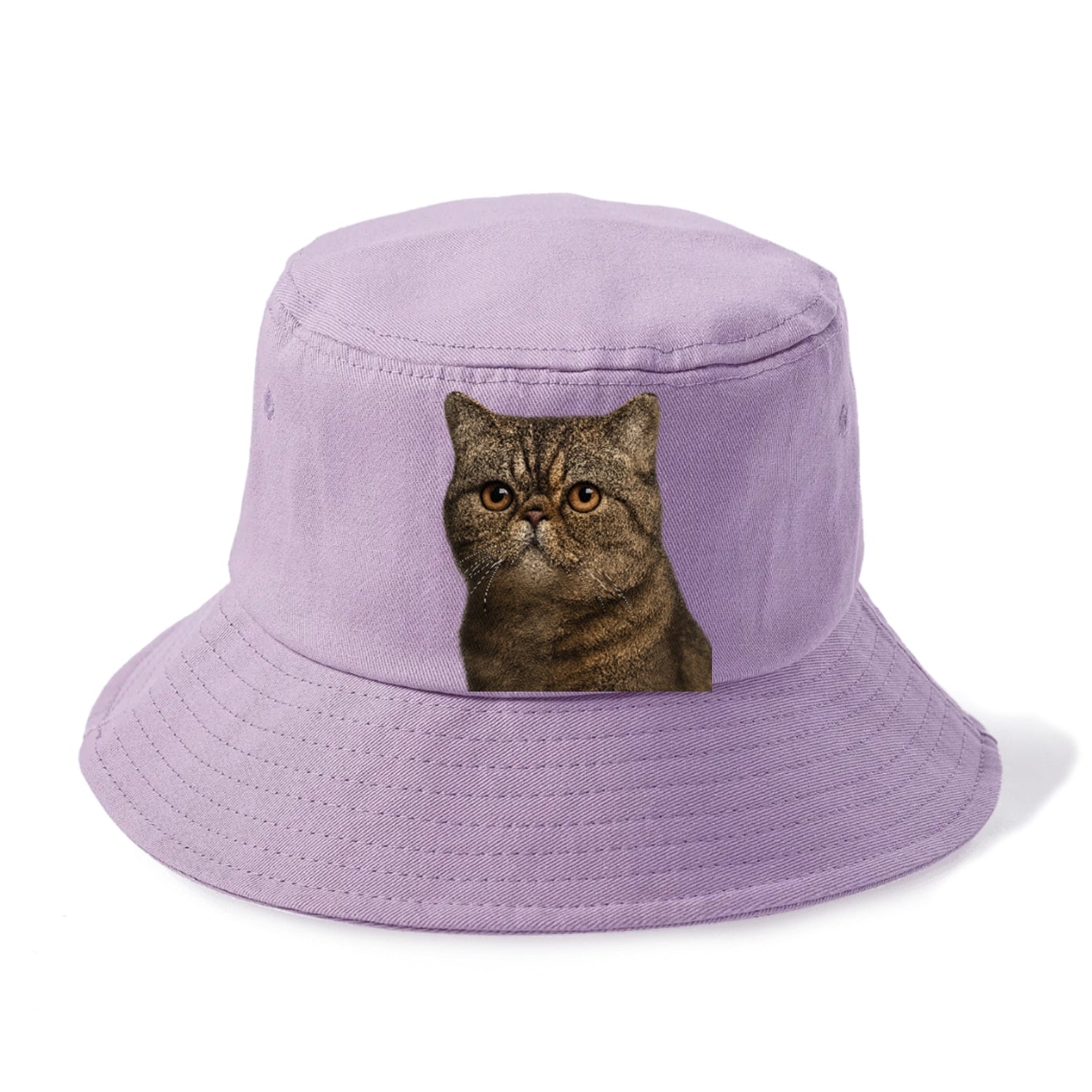 exotic-shorthair-calm-demeanor Hat