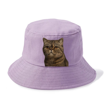 exotic-shorthair-calm-demeanor Hat
