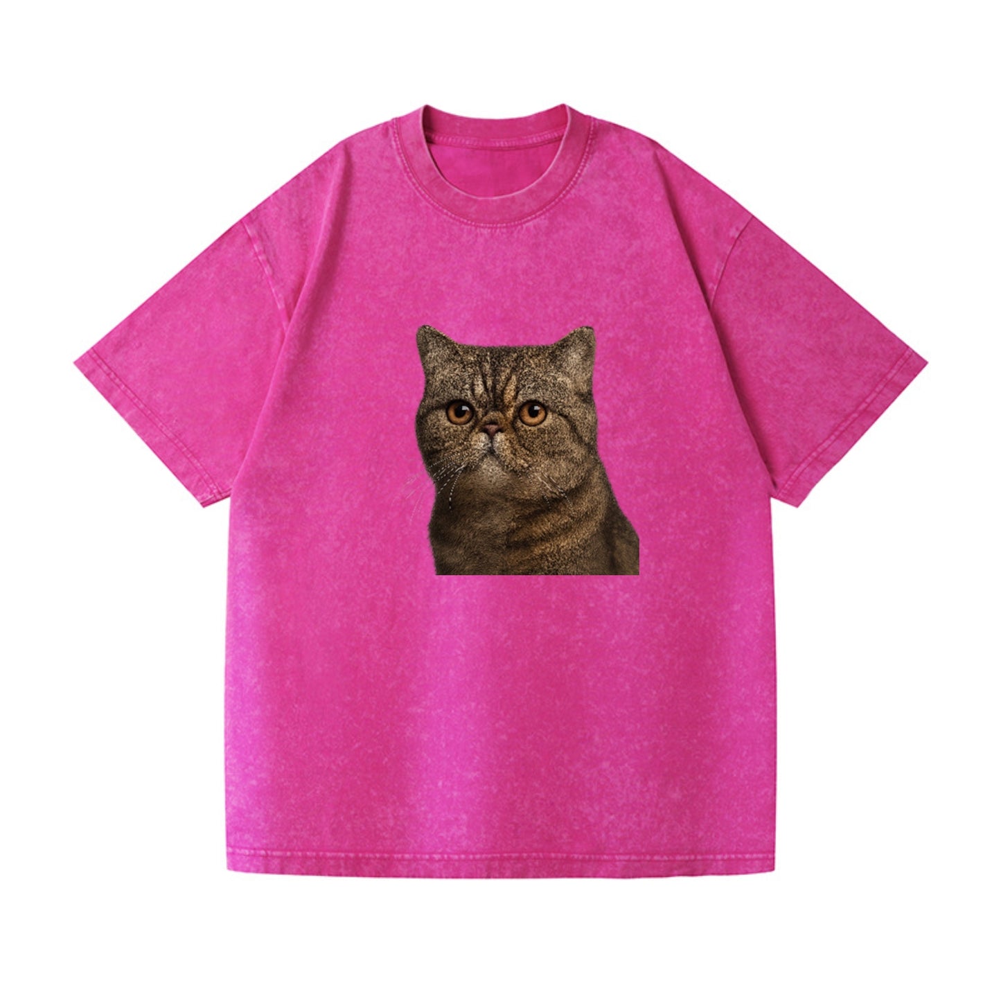 exotic-shorthair-calm-demeanor Hat