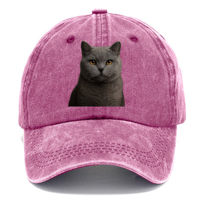 british shorthair dignified charm Hat
