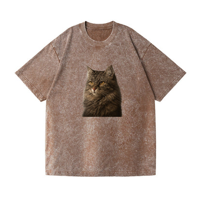 domestic-longhair-graceful-charm Hat