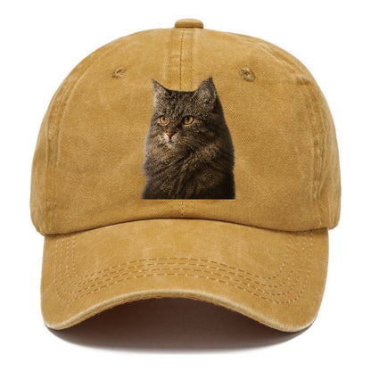 domestic-longhair-graceful-charm Hat