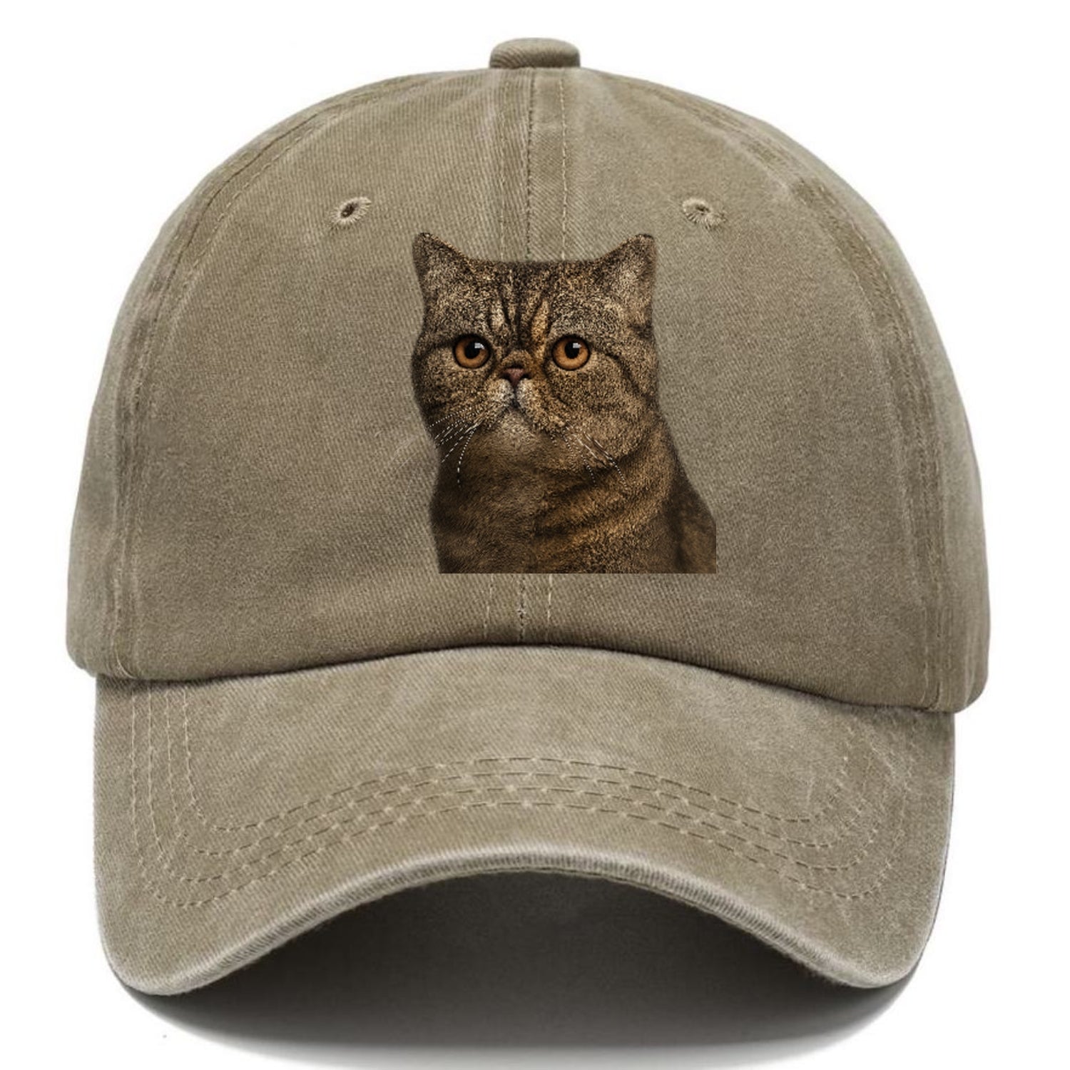 exotic-shorthair-calm-demeanor Hat
