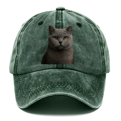 british shorthair dignified charm Hat