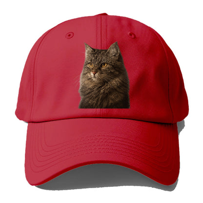 domestic-longhair-graceful-charm Hat