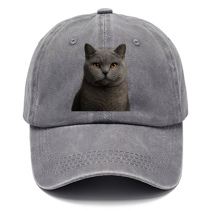 british shorthair dignified charm Hat