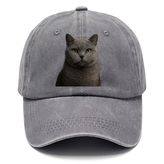british shorthair dignified charm Hat