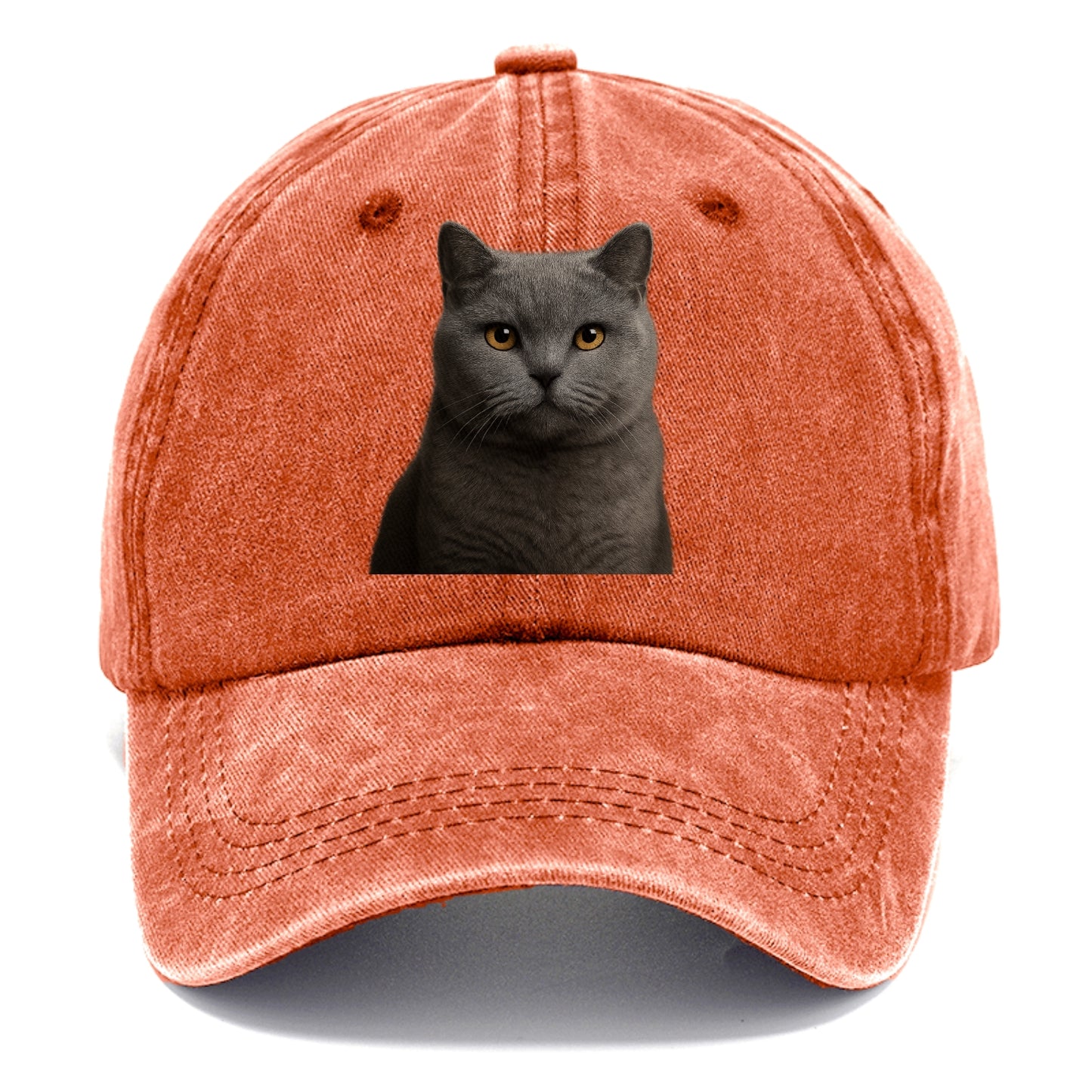 british shorthair dignified charm Hat