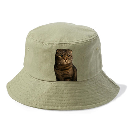 scottish-fold-curious-charm Hat