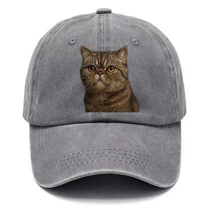 exotic-shorthair-calm-demeanor Hat