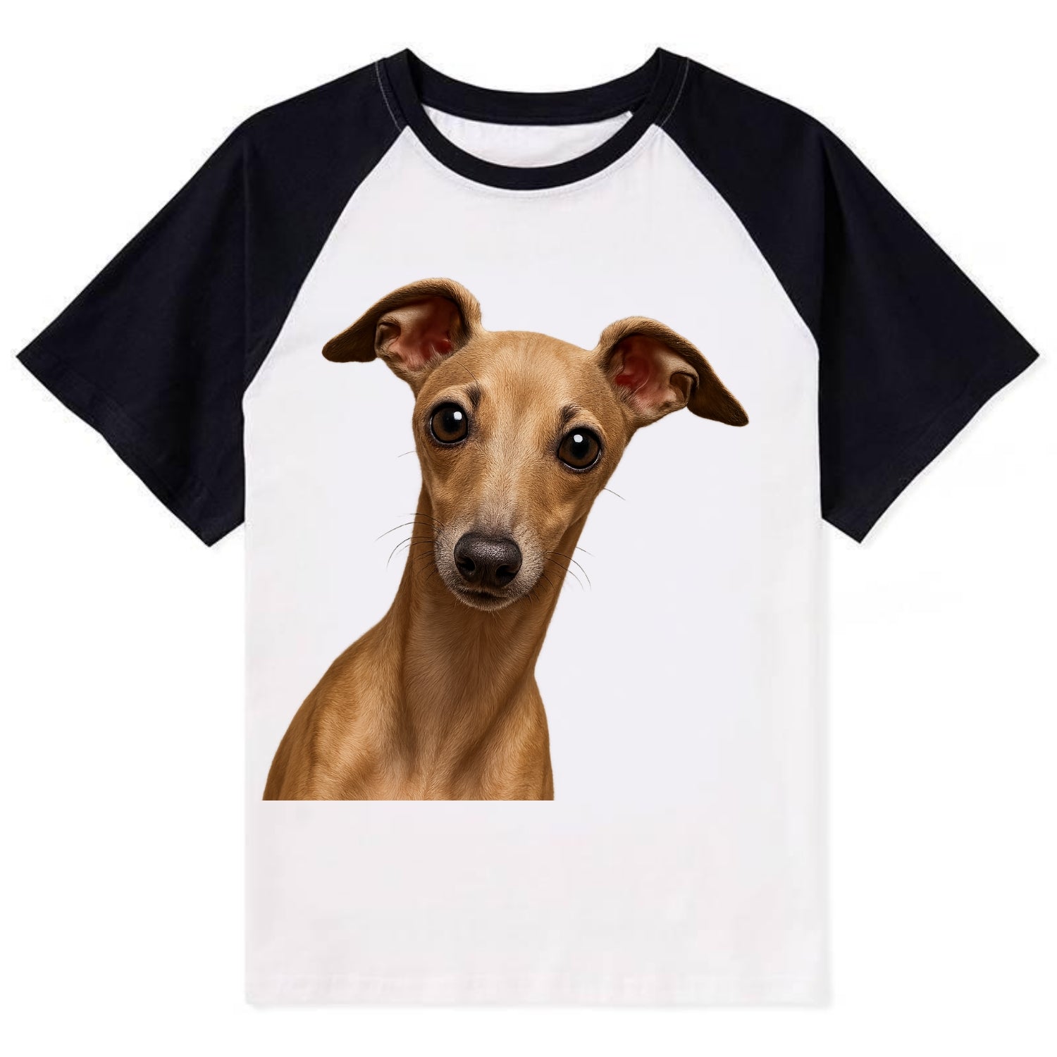 Italian Greyhound  - Contrast Raglan T-shirt - Black