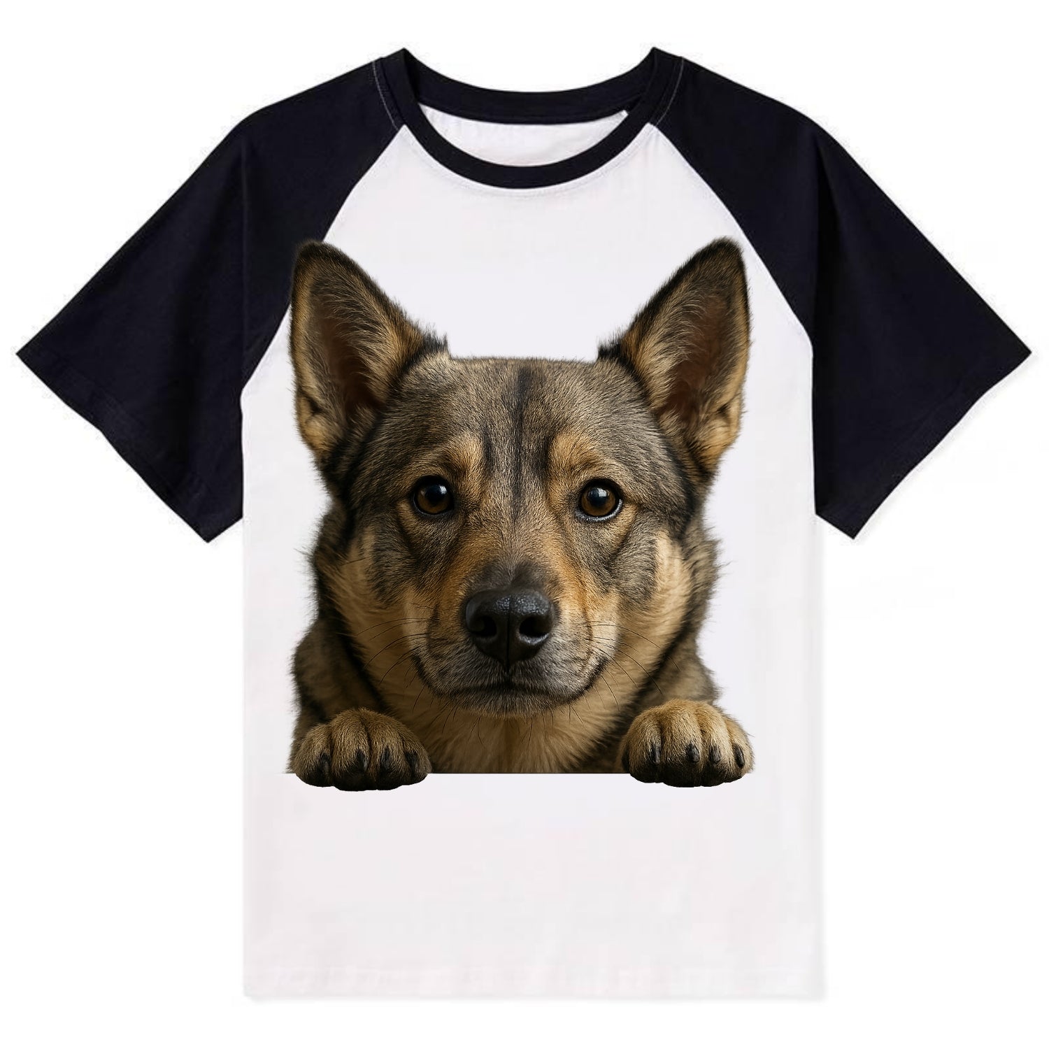 Swedish Vallhund  - Contrast Raglan T-shirt - Black