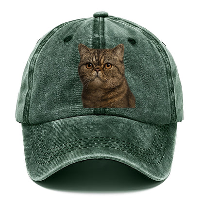 exotic-shorthair-calm-demeanor Hat