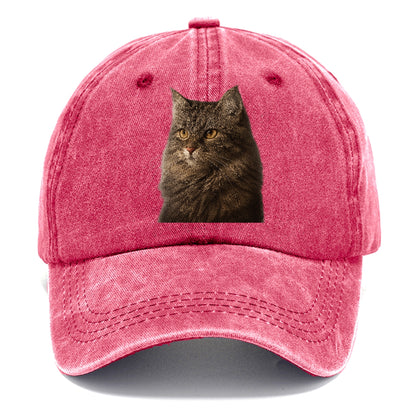 domestic-longhair-graceful-charm Hat