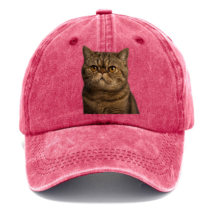exotic-shorthair-charm Hat