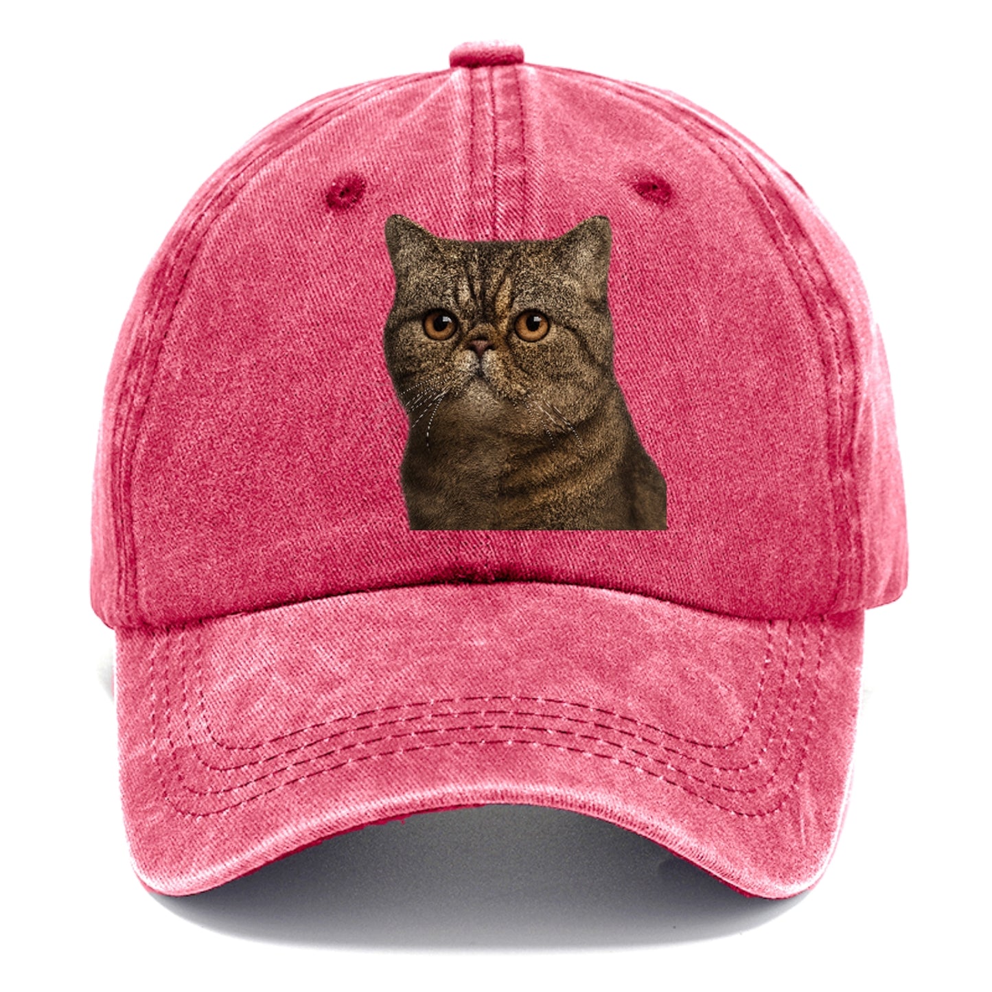 exotic-shorthair-calm-demeanor Hat