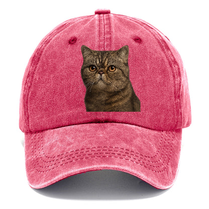 exotic-shorthair-calm-demeanor Hat