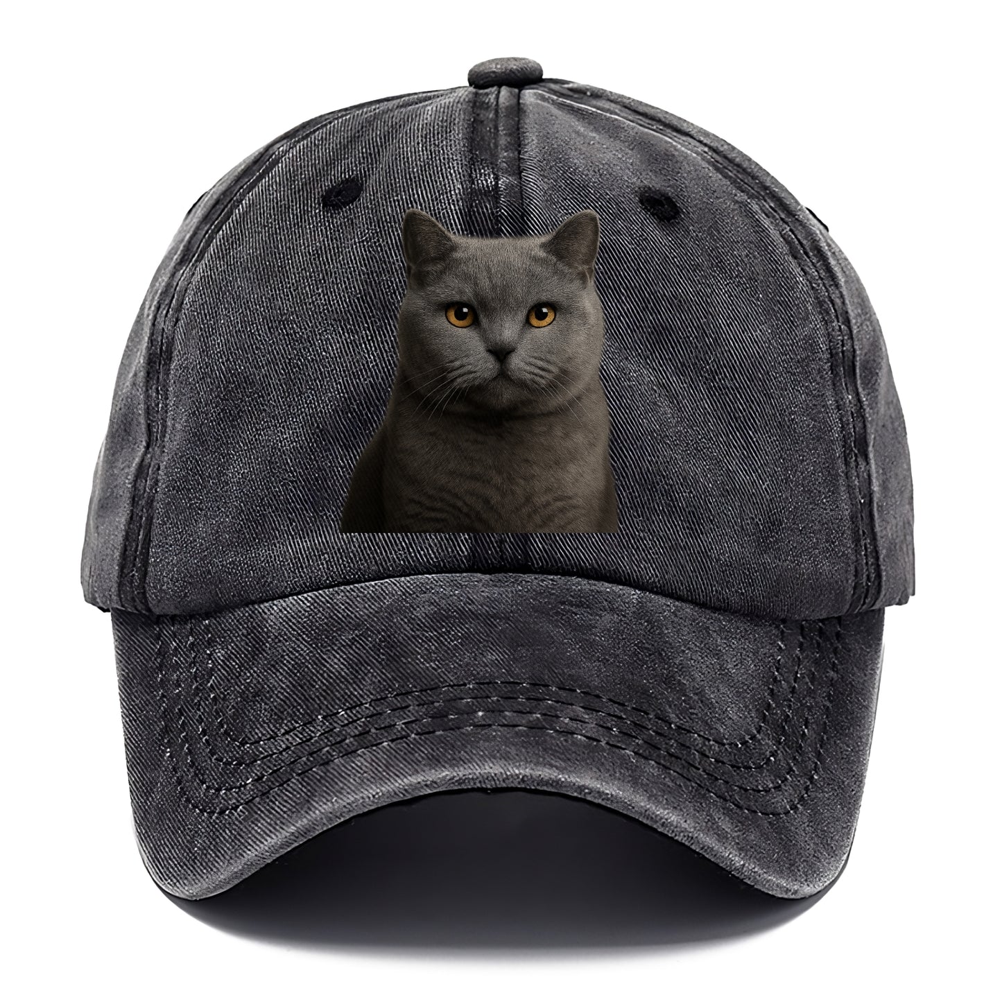 british shorthair dignified charm Hat