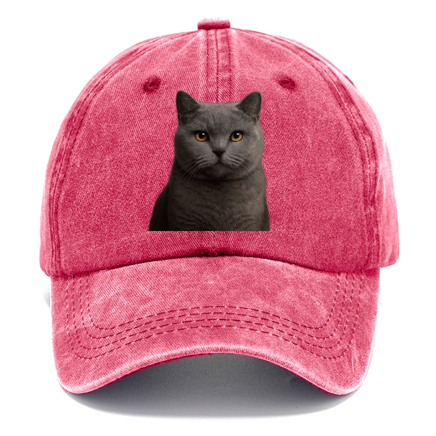 british shorthair dignified charm Hat
