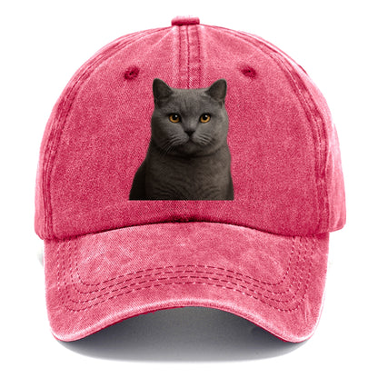 british shorthair dignified charm Hat