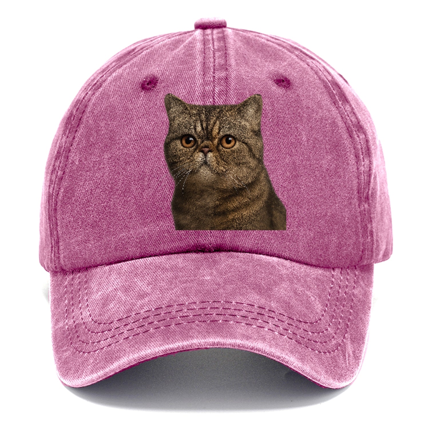 exotic-shorthair-calm-demeanor Hat