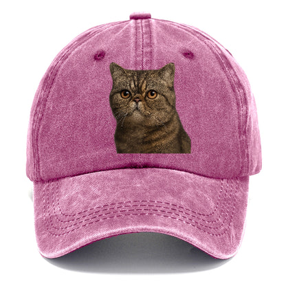 exotic-shorthair-calm-demeanor Hat