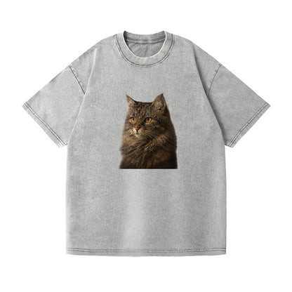 domestic-longhair-graceful-charm Hat