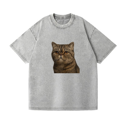 exotic-shorthair-calm-demeanor Hat