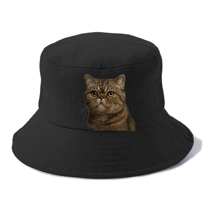 exotic-shorthair-calm-demeanor Hat