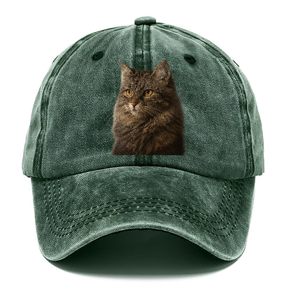 domestic-longhair-graceful-charm Hat