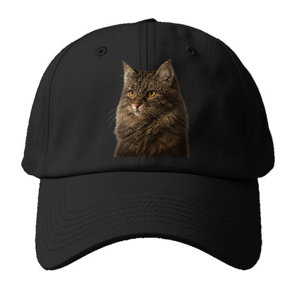 domestic-longhair-graceful-charm Hat