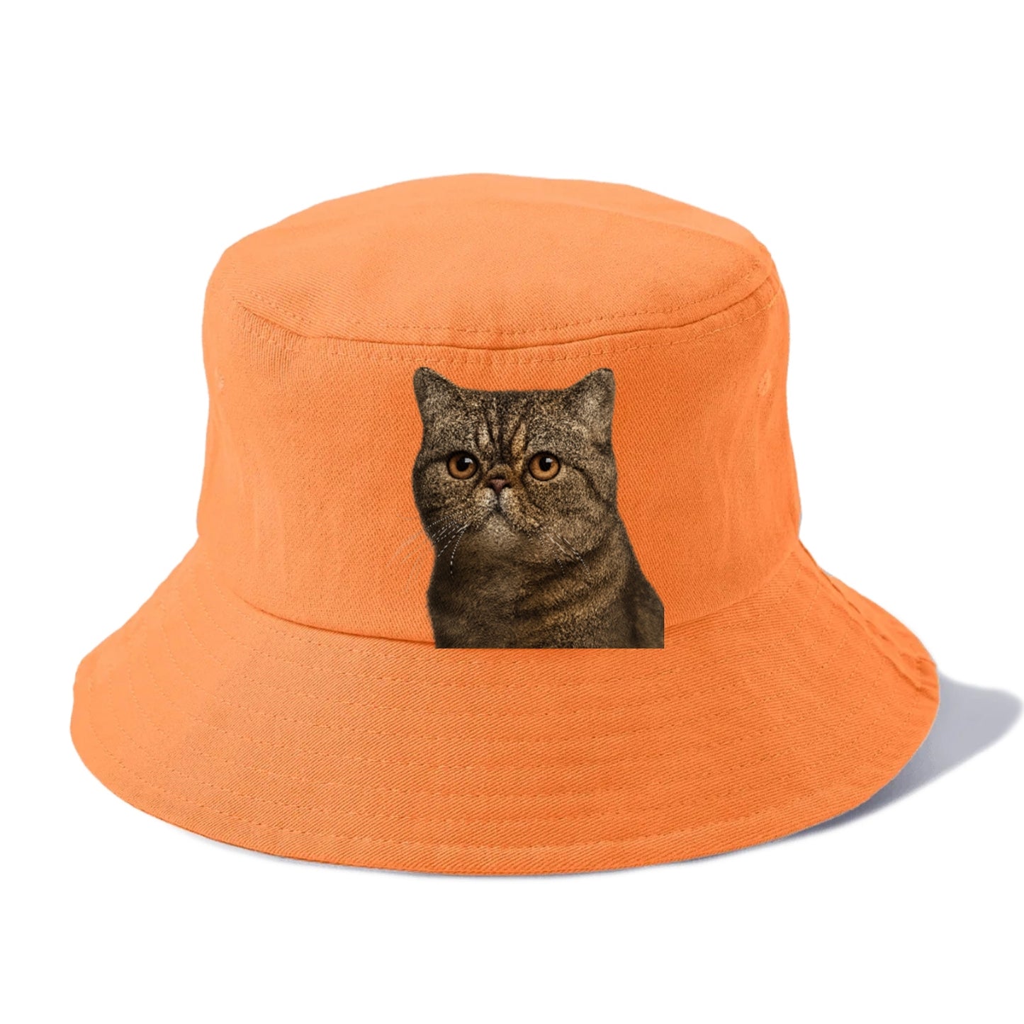 exotic-shorthair-calm-demeanor Hat