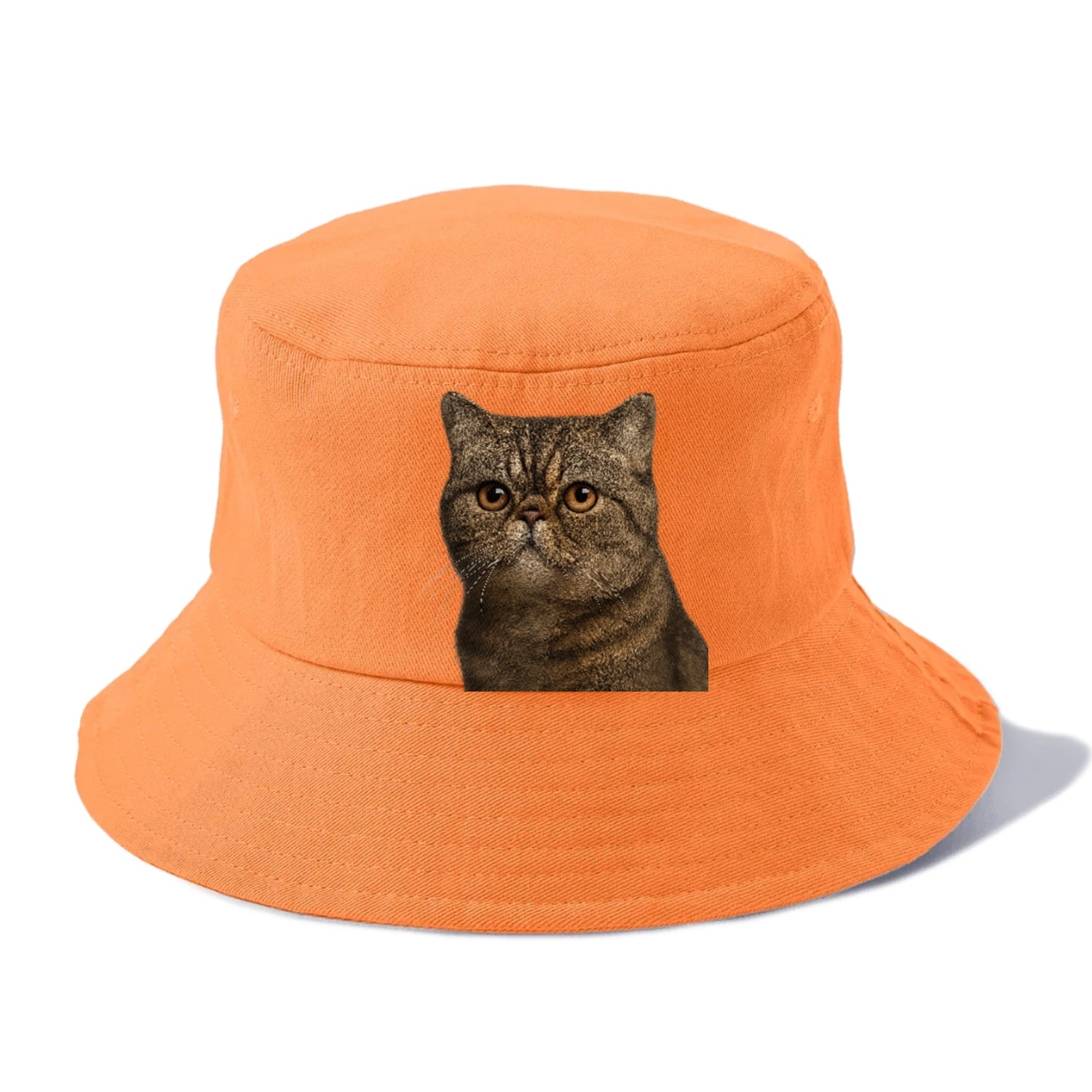 exotic-shorthair-calm-demeanor Hat