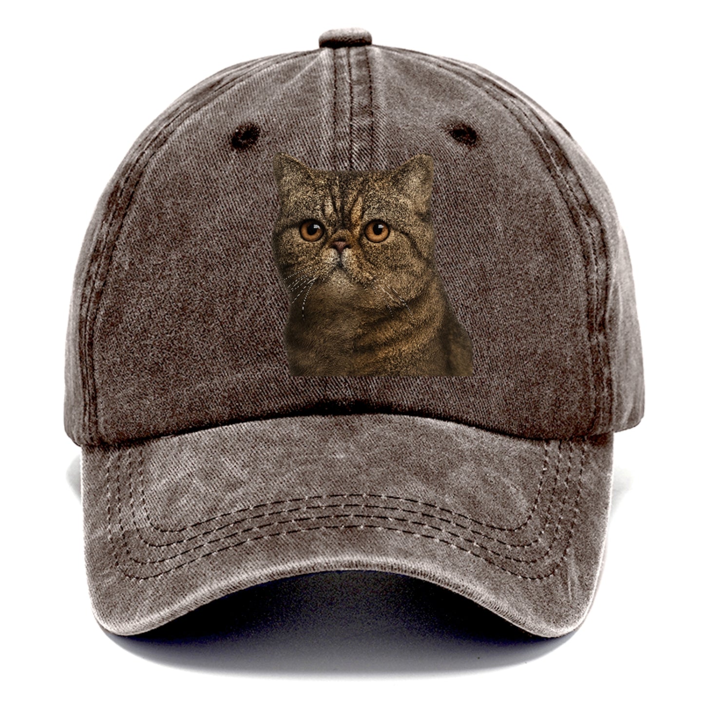 exotic-shorthair-calm-demeanor Hat