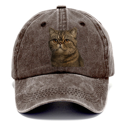exotic-shorthair-calm-demeanor Hat