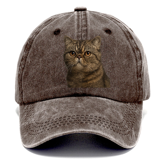 exotic-shorthair-calm-demeanor Hat