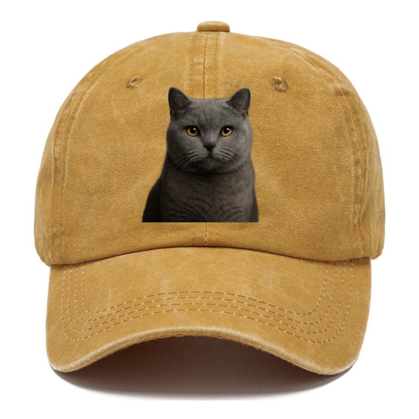 british shorthair dignified charm Hat